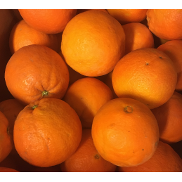 Orange bio - 1 kg
