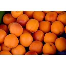 Abricots à confiture