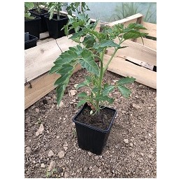 Tomate Coeur de Boeuf