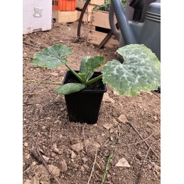 Courgette ronde verte