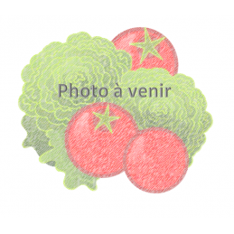 Oignon rouge - 500 gr