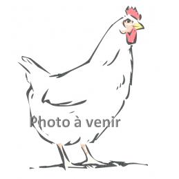 Poulet coupé - 1,5 kg/1,8 kg