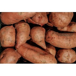 Patate douce - 500 gr